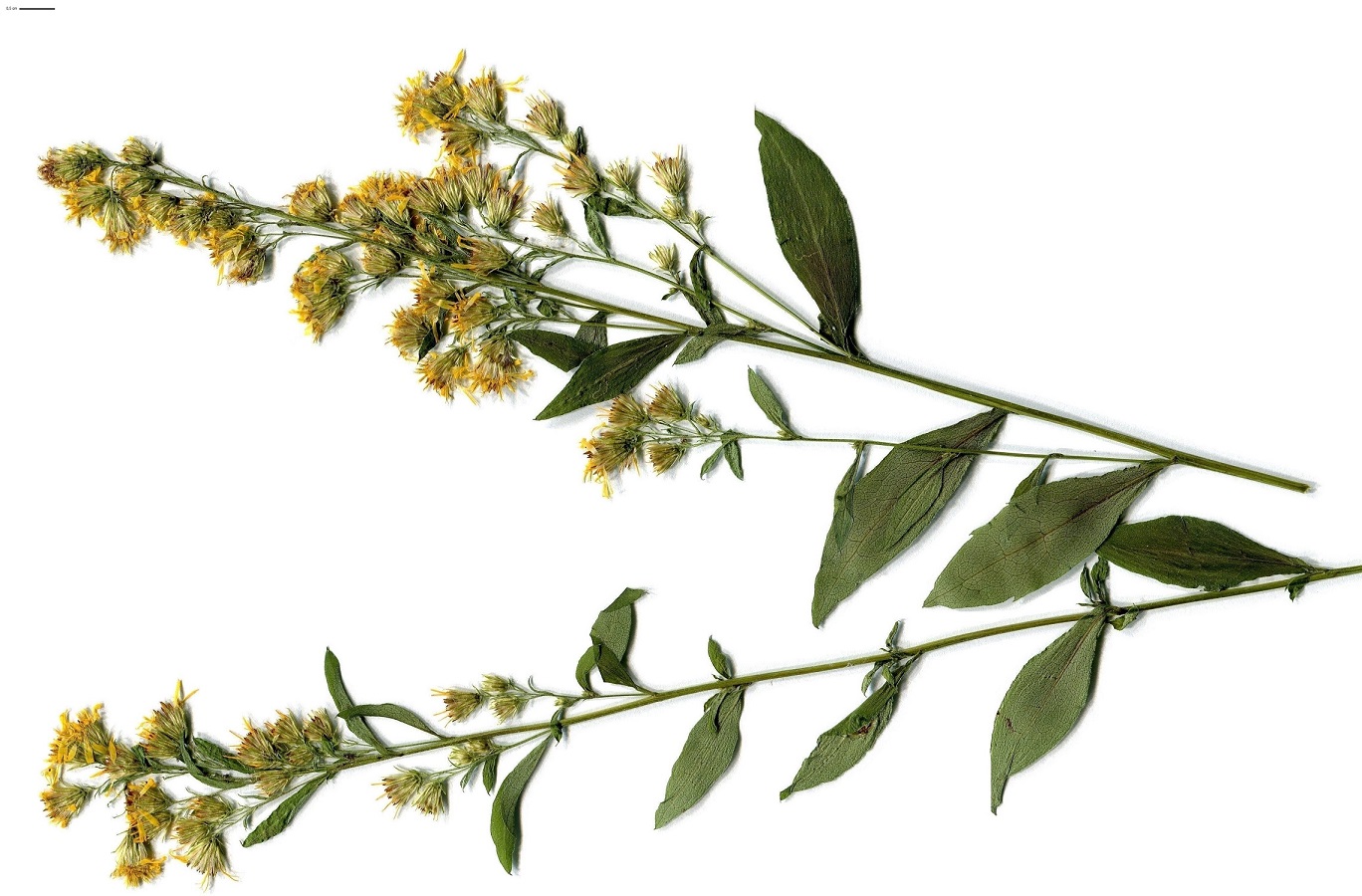 Solidago virgaurea subsp. virgaurea (Asteraceae)